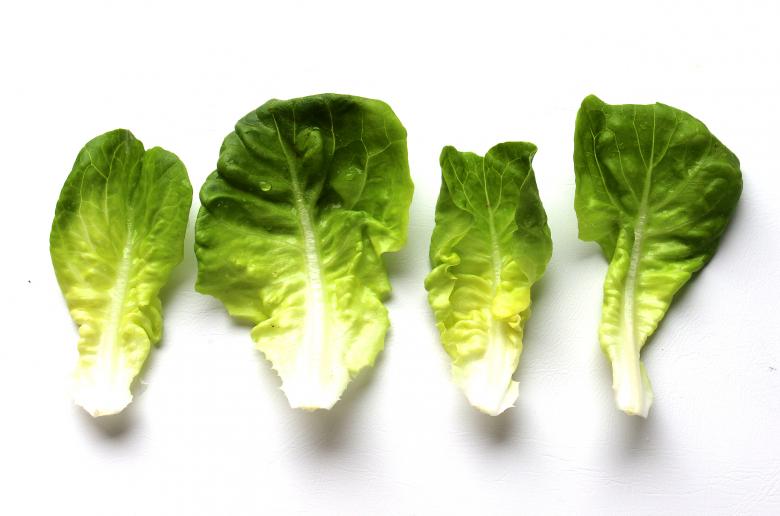 Free stock image of Beautiful homegrown lettuce created by Jack Moreh