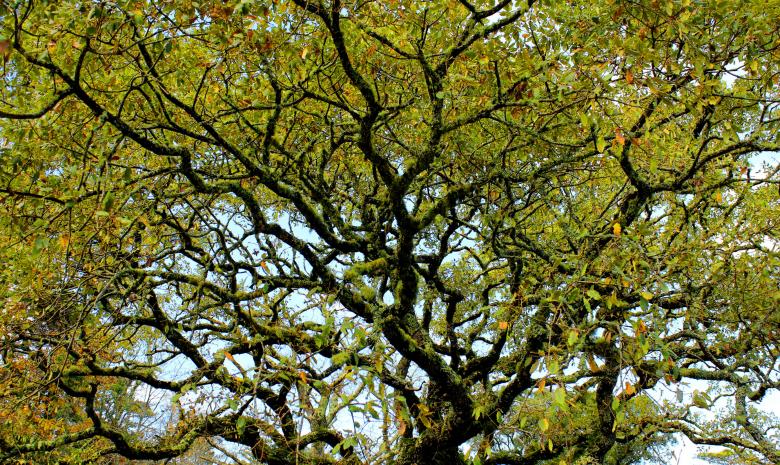 Free stock image of Convoluted Tree Branches created by Jack Moreh