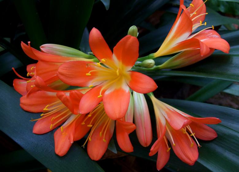 Free stock image of Orange flowers created by Jack Moreh