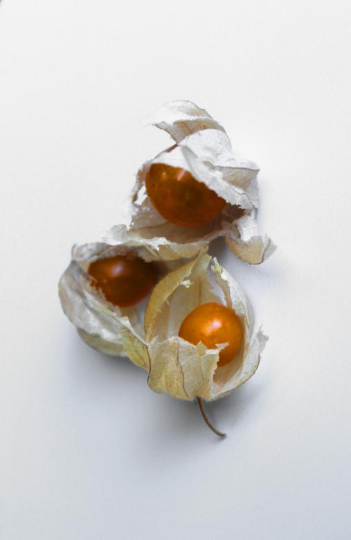 Free stock image of Physalis Ground Cherries created by Jack Moreh