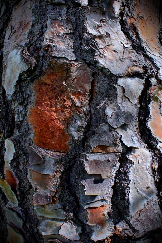 Free stock image of Pine tree bark Texture created by Jack Moreh
