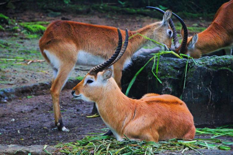 Free stock image of Impala created by Saprudin Sri Susanto