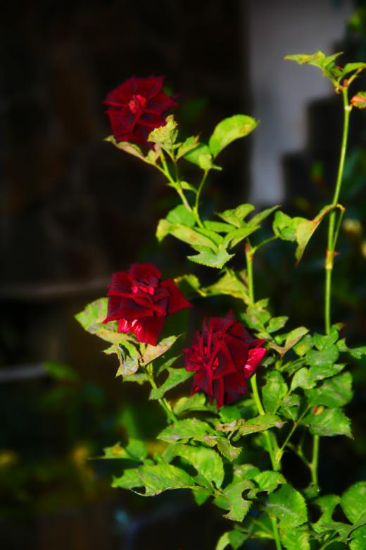 Free stock image of Red Flower created by Saprudin Sri Susanto