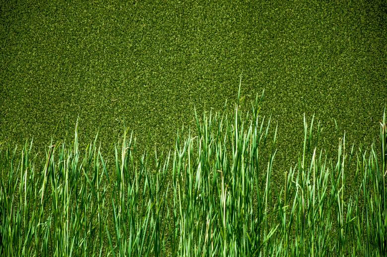 Free stock image of Green grass created by Luka