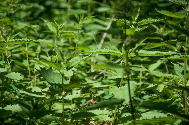 Free stock image of Poison ivy leaves created by Luka