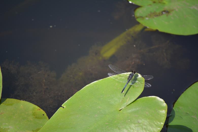 Free stock image of Dragon Fly created by Vincent alvino