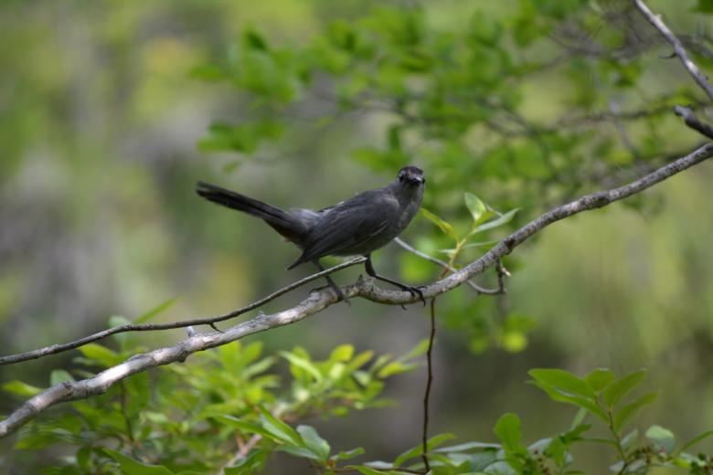 Free stock image of Black Bird On a Branch. created by Vincent alvino
