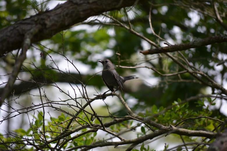 Free stock image of Black Bird On a Branch. created by Vincent alvino