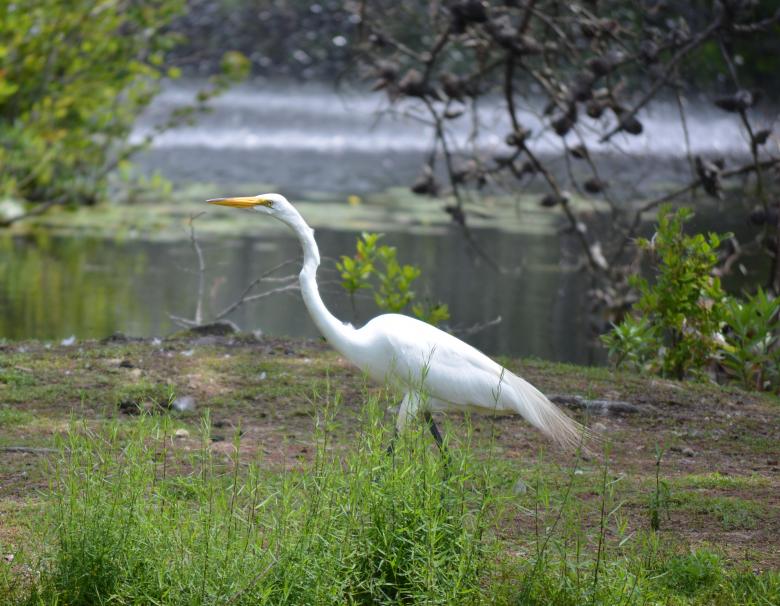 Free stock image of Great White Heron created by Vincent alvino