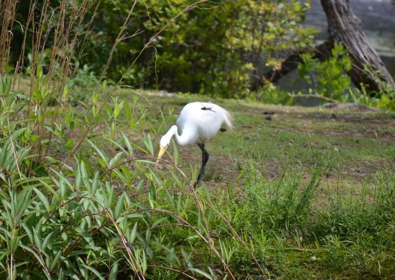 Free stock image of Great White Heron created by Vincent alvino