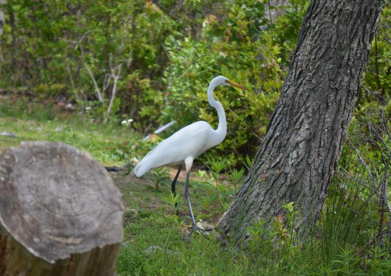 Free stock image of Great White Heron created by Vincent alvino