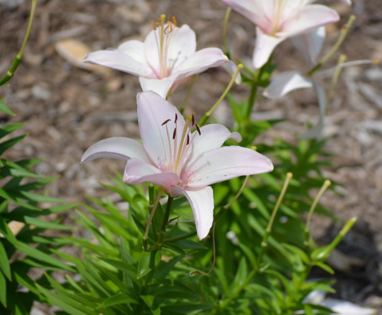 Free stock image of Flower created by Vincent alvino