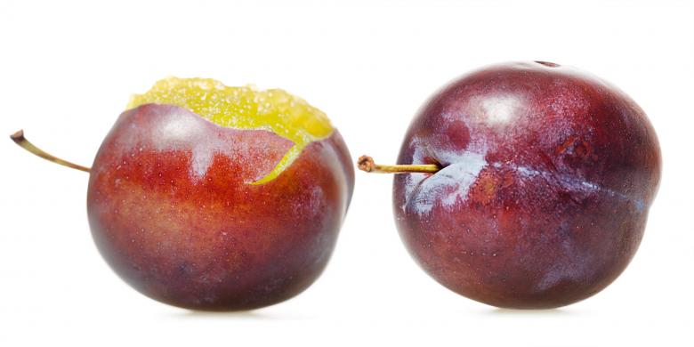 Free stock image of Fresh Plum created by 2happy