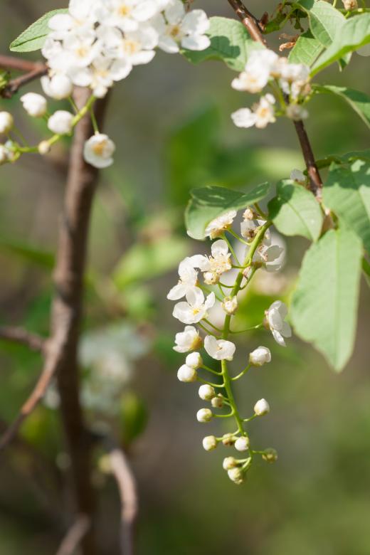 Free stock image of flowers created by 2happy