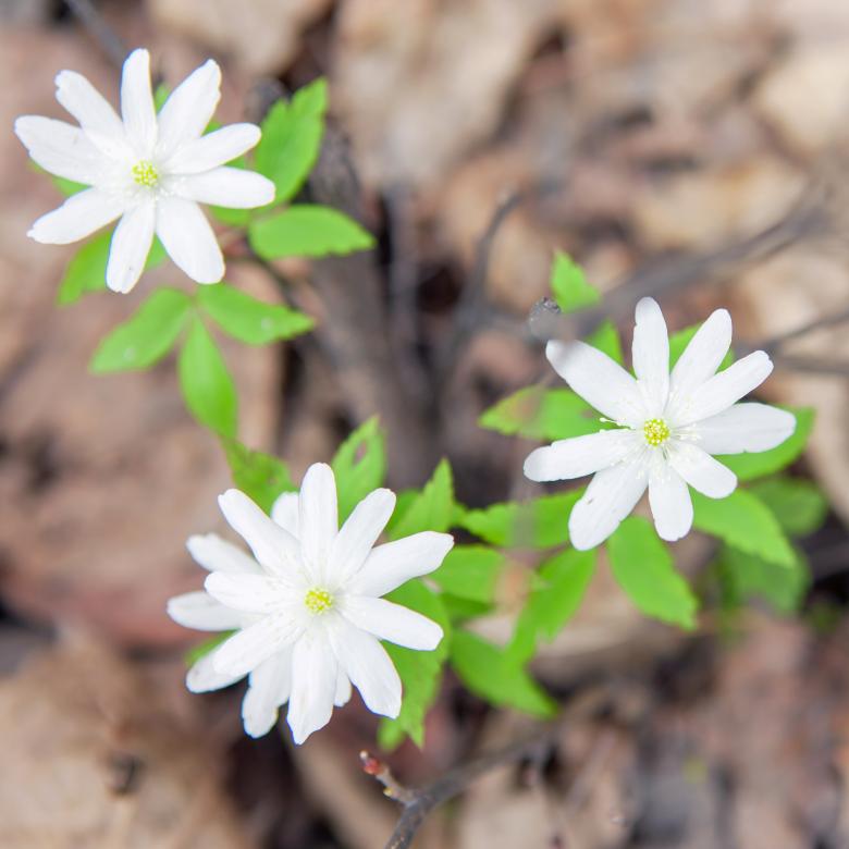 Free stock image of flowers created by 2happy