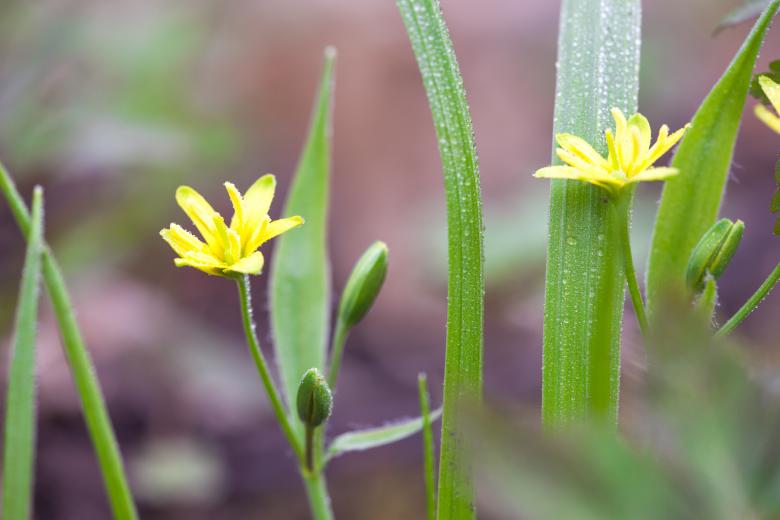 Free stock image of flowers created by 2happy