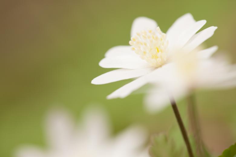 Free stock image of flowers created by 2happy
