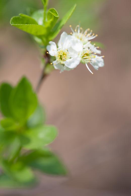 Free stock image of flowers created by 2happy