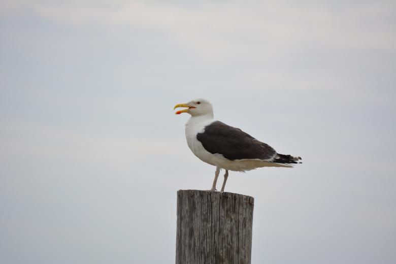 Free stock image of Seagull on a Piling created by Vincent alvino