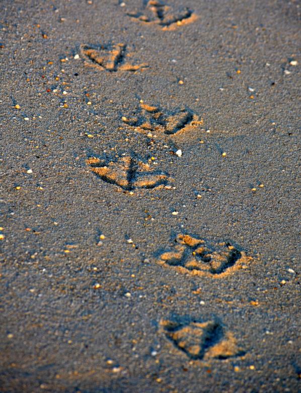 Free stock image of Seagull Footprints created by Vincent alvino