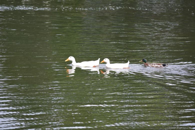 Free stock image of Three Ducks created by Vincent alvino