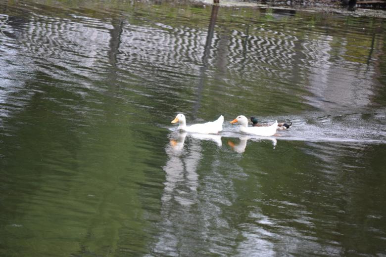 Free stock image of Three Ducks created by Vincent alvino
