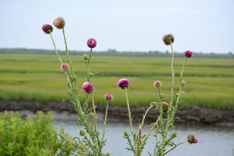 Free stock image of Thistle Plant created by Vincent alvino
