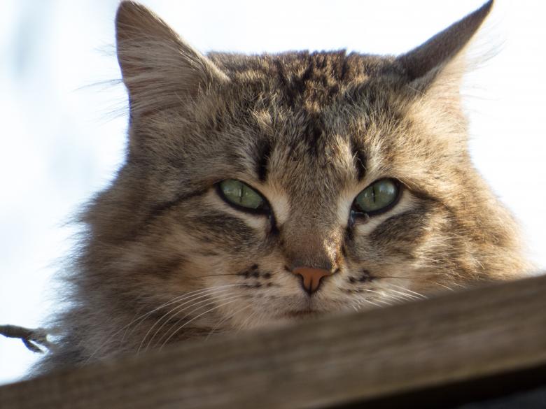 Free stock image of Cat created by Janis Urtans