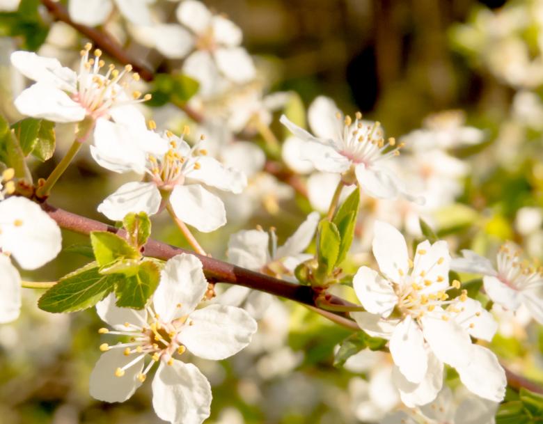 Free stock image of Blooming trees created by Janis Urtans