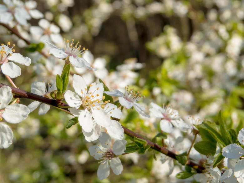 Free stock image of Blooming trees created by Janis Urtans