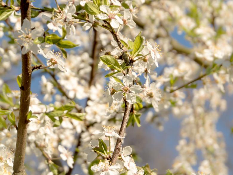 Free stock image of Blooming trees created by Janis Urtans
