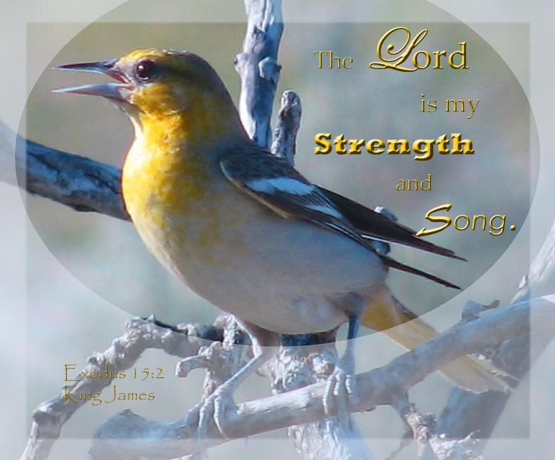 Free stock image of Strength and Song created by DFNatureAwed