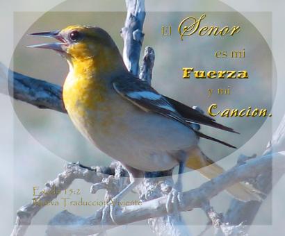 Free Stock Photo of Fuerza y Cancion