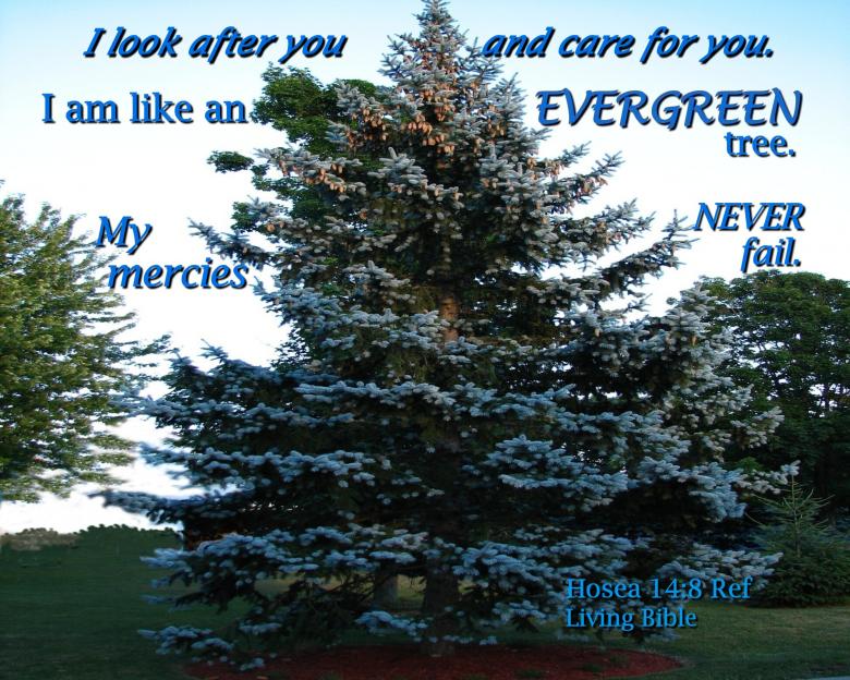 Free stock image of God's Mercies Never Fail created by DFNatureAwed