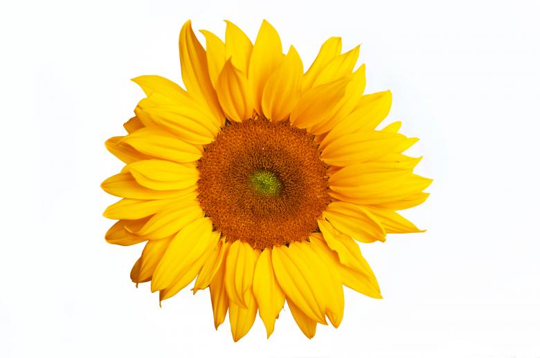 Free stock image of Sunflower isolated on white background created by Luka