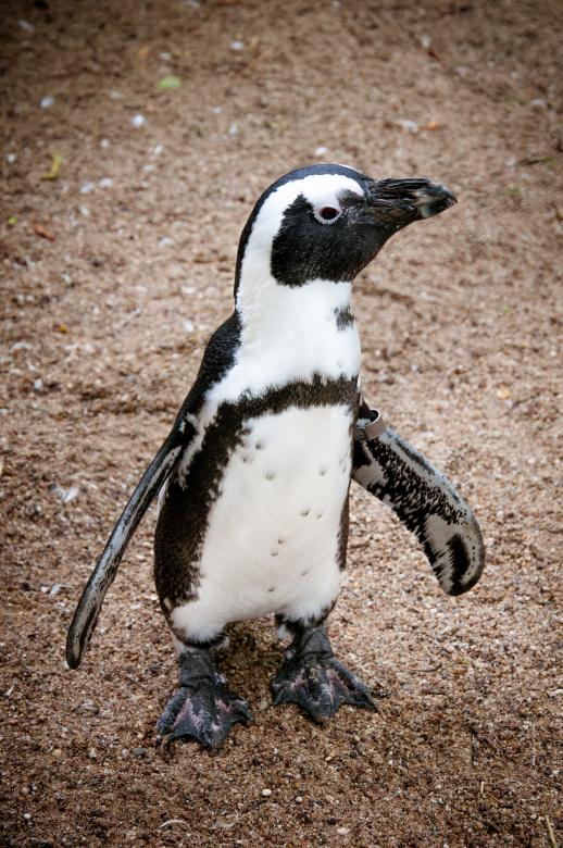 Free stock image of Pinguin created by Luka