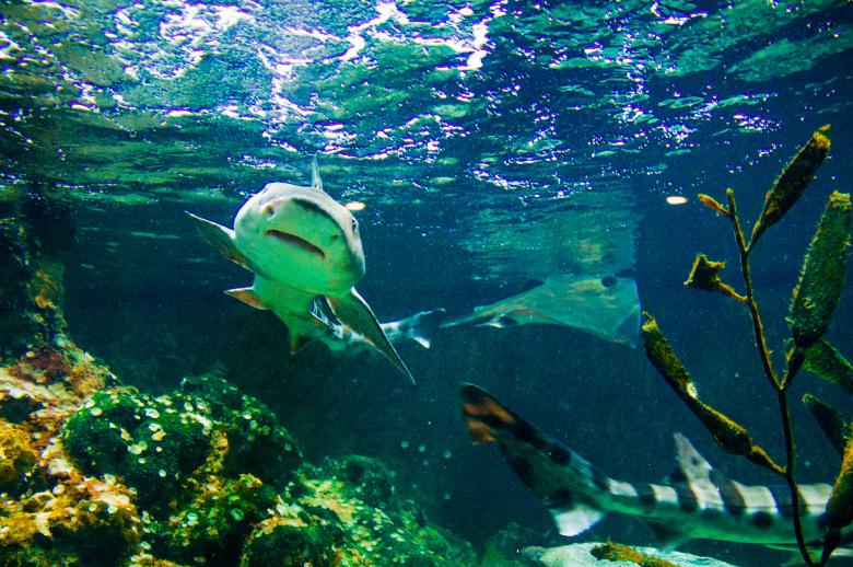 Free stock image of Shark swimming created by Luka