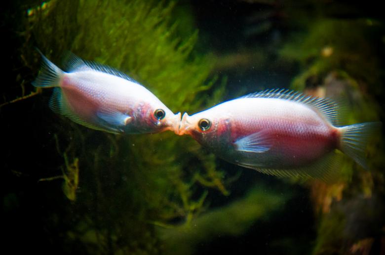 Free stock image of kissing fish created by Luka
