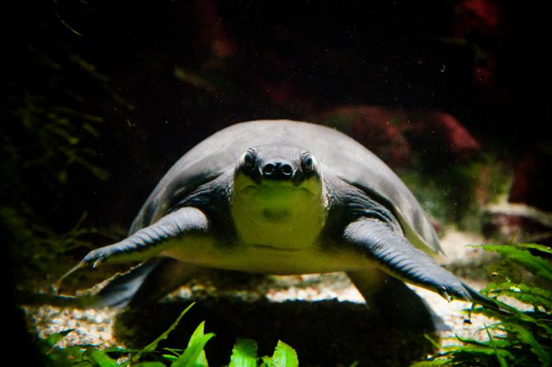 Free stock image of Turtle swimming created by Luka