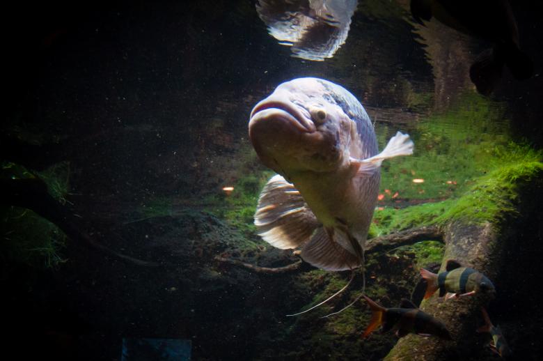 Free stock image of big fish created by Luka