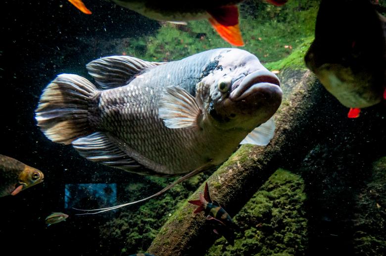 Free stock image of big fish created by Luka