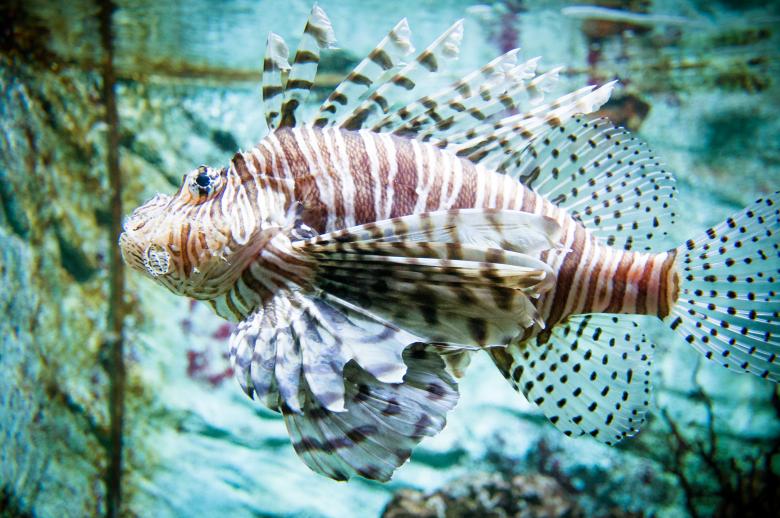 Free stock image of Flying lionfish created by Luka