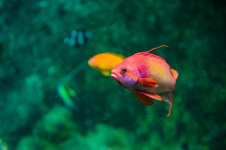 Free stock image of Colorful fish created by Luka