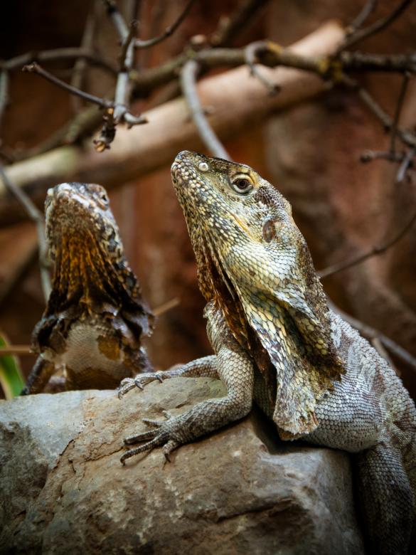 Free stock image of Iguana lizard created by Luka
