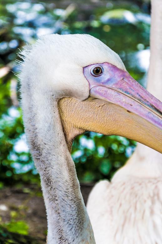 Free stock image of Pelican close up created by Luka