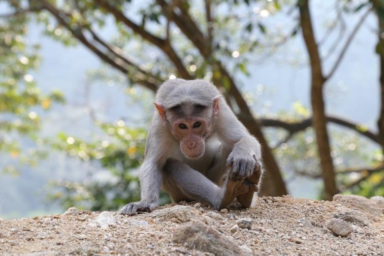 Free stock image of Wild Monkey created by Wilson Paul 