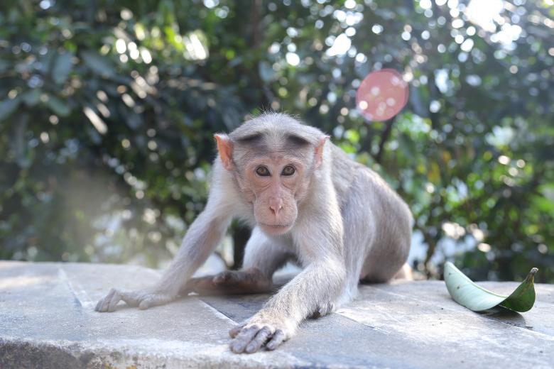 Free stock image of Wild Monkey created by Wilson Paul 