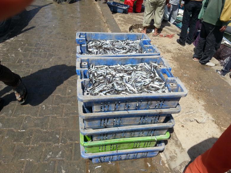Free stock image of Fish Containers created by naser abd