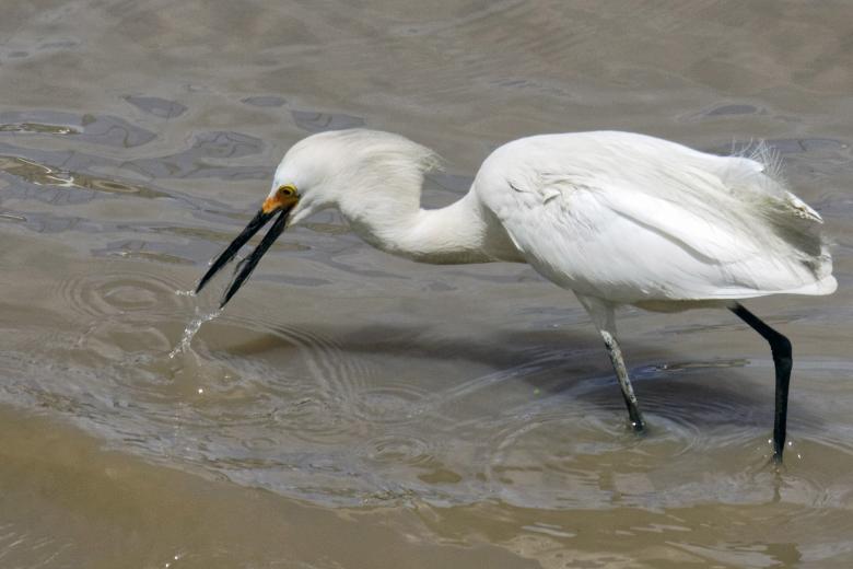 Free stock image of Snowy Egret created by Geoffrey Whiteway
