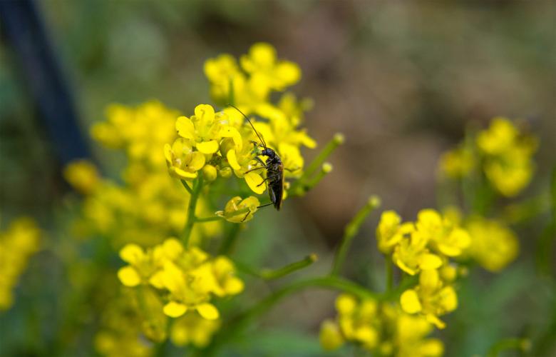 Free stock image of Bug on a flower created by Alen